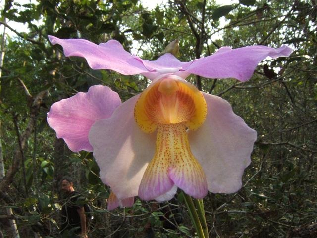 Orchid Trek