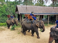 Elephant Conservation Center in Sayaboury