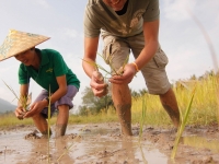 Rice Cultivation In A Lao Farm