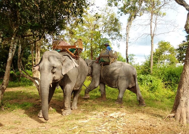 elephant riding in Bolaven Plateau