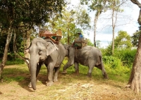 Elephant riding in Bolaven Plateau